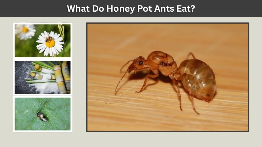 What Do Honey Pot Ants Eat?