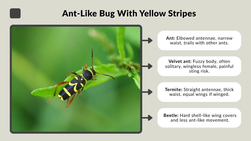 Ant-Like Bug With Yellow Stripes