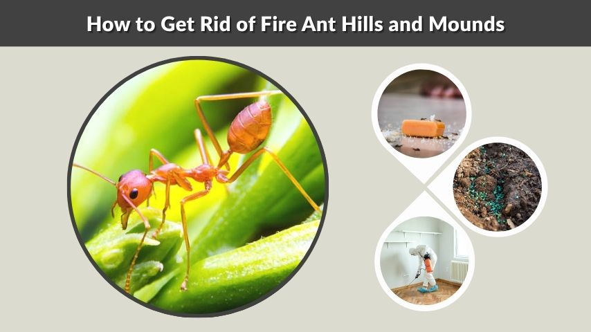 How to Get Rid of Fire Ant Hills and Mounds