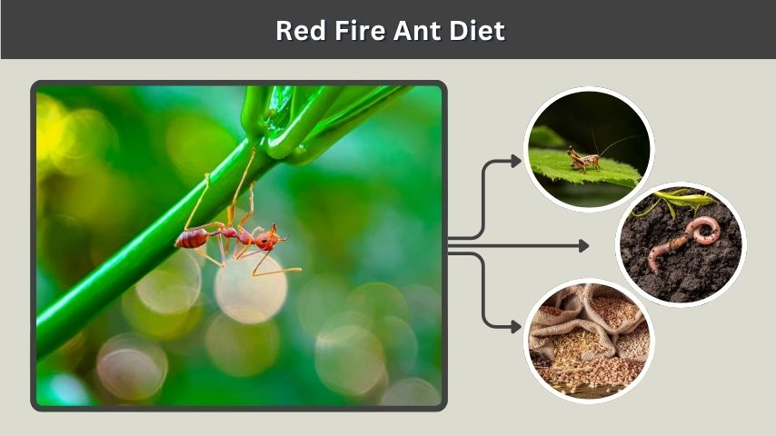 Red Fire Ant Diet