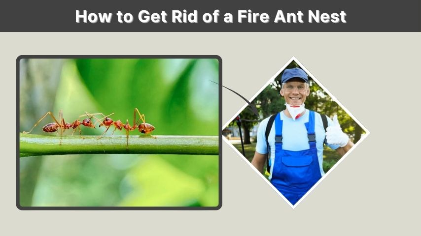 How to Get Rid of a Fire Ant Nest