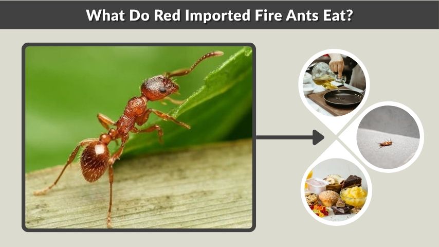 What Do Red Imported Fire Ants Eat?