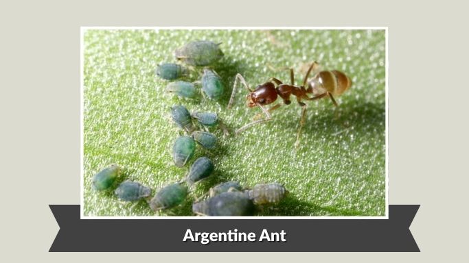 Argentine Ant