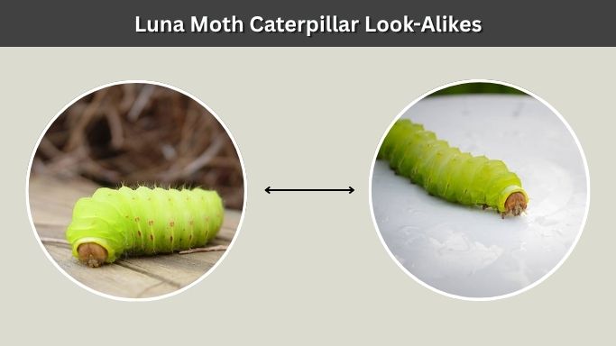 Luna Moth Caterpillar Look-Alikes