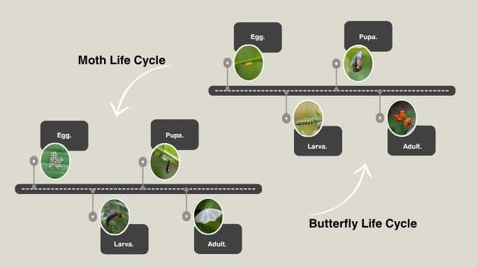 Moth vs Butterfly Life Cycle
