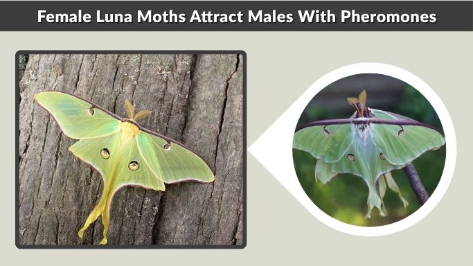 Female Luna Moths Attract Males With Pheromones