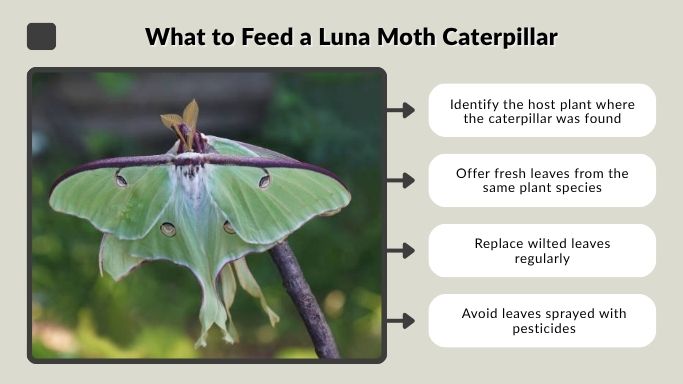 What to Feed a Luna Moth Caterpillar