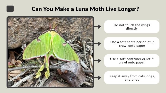 Can You Make a Luna Moth Live Longer?
