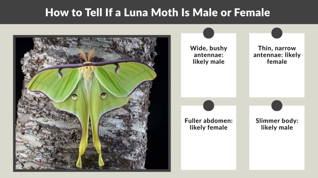 How to Tell If a Luna Moth Is Male or Female