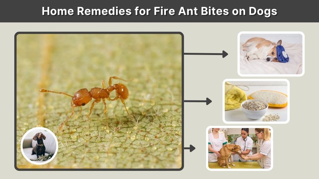 Home Remedies for Fire Ant Bites on Dogs