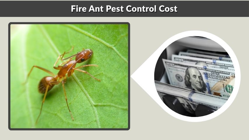 Fire Ant Pest Control Cost