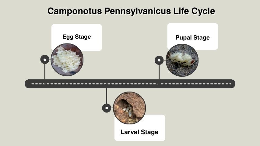 Camponotus Pennsylvanicus Life Cycle