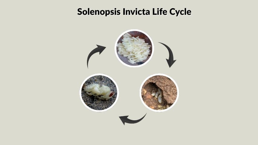 Solenopsis Invicta Life Cycle