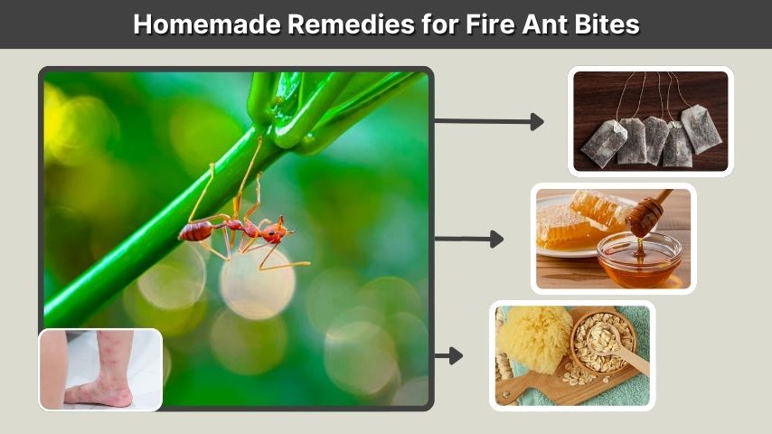 Homemade Remedies for Fire Ant Bites