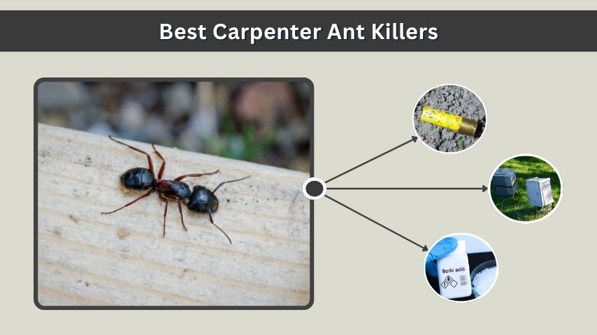 Best Carpenter Ant Killers