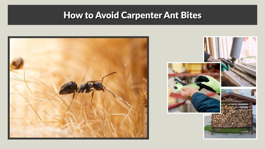 How to Avoid Carpenter Ant Bites