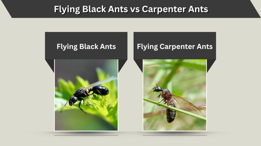Flying Black Ants vs Carpenter Ants