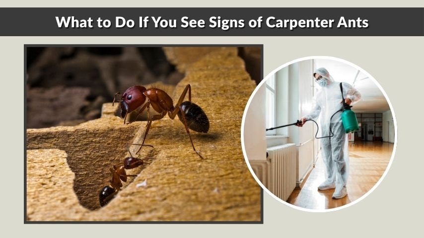What to Do If You See Signs of Carpenter Ants
