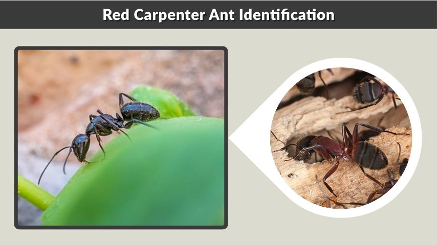 Red Carpenter Ant Identification