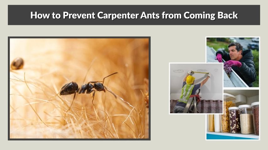 How to Prevent Carpenter Ants from Coming Back