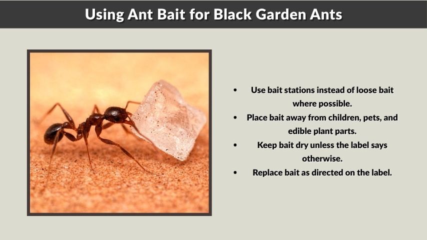 Using Ant Bait for Black Garden Ants