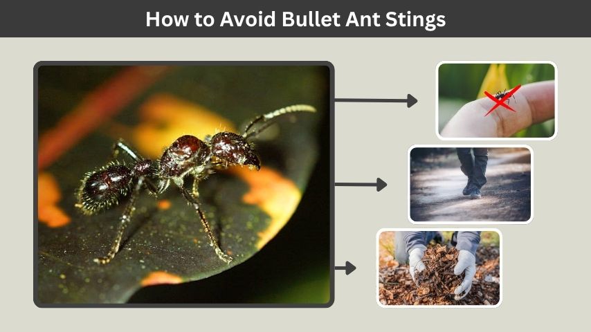 How to Avoid Bullet Ant Stings