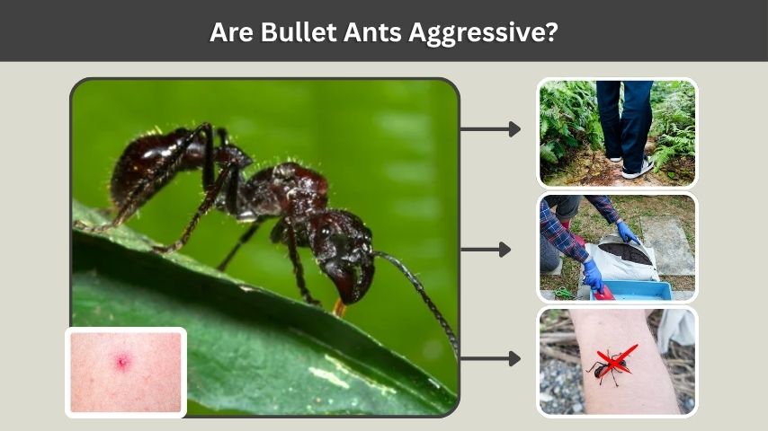 Are Bullet Ants Aggressive?