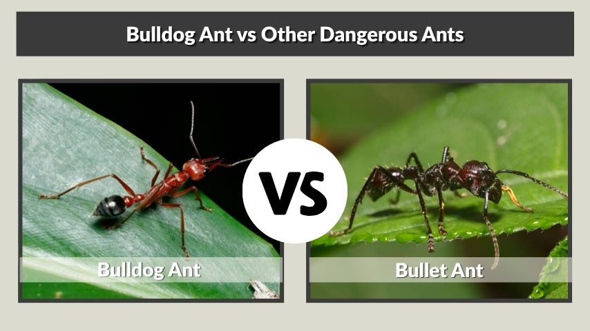 Bulldog Ant vs Other Dangerous Ants