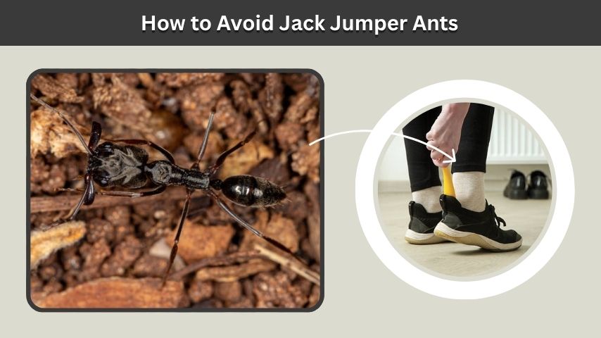 How to Avoid Jack Jumper Ants