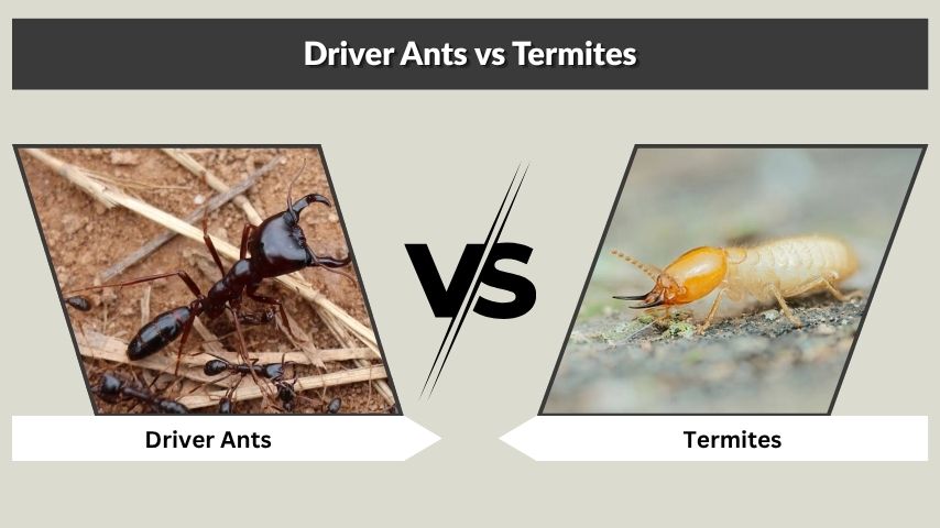 Driver Ants vs Termites