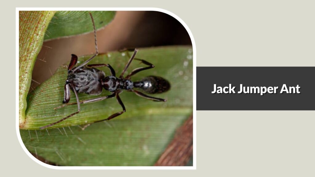 Jack Jumper Ant