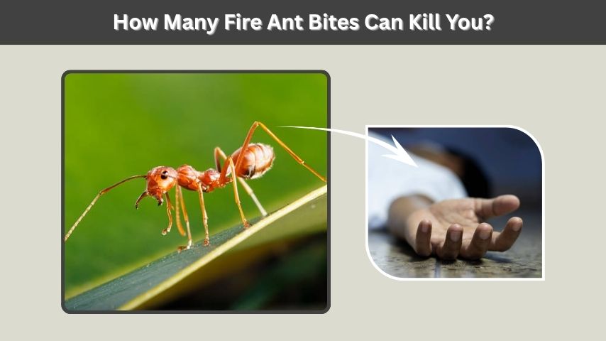 How Many Fire Ant Bites Can Kill You?