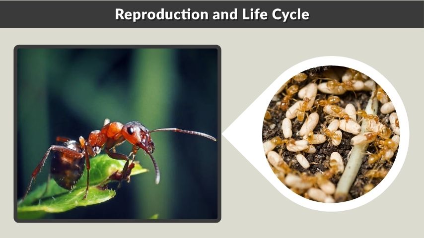 Reproduction and Life Cycle