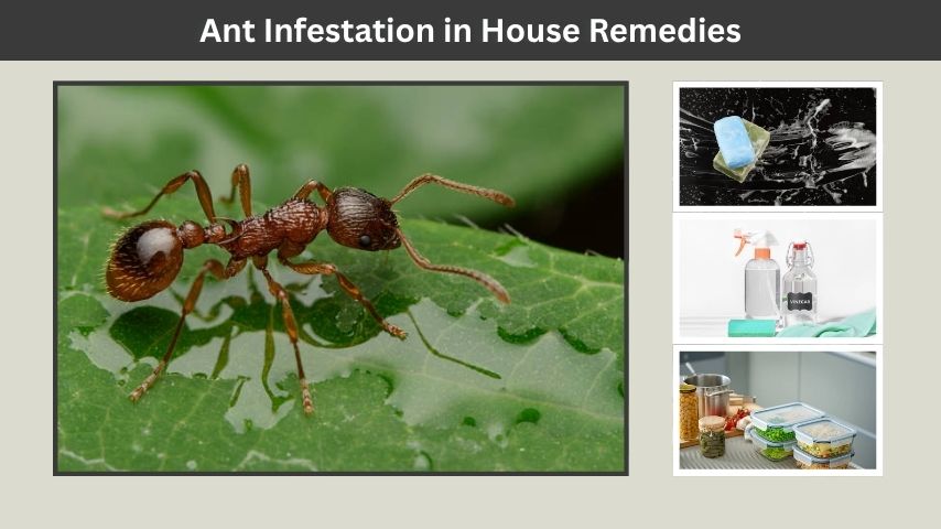 Ant Infestation in House Remedies