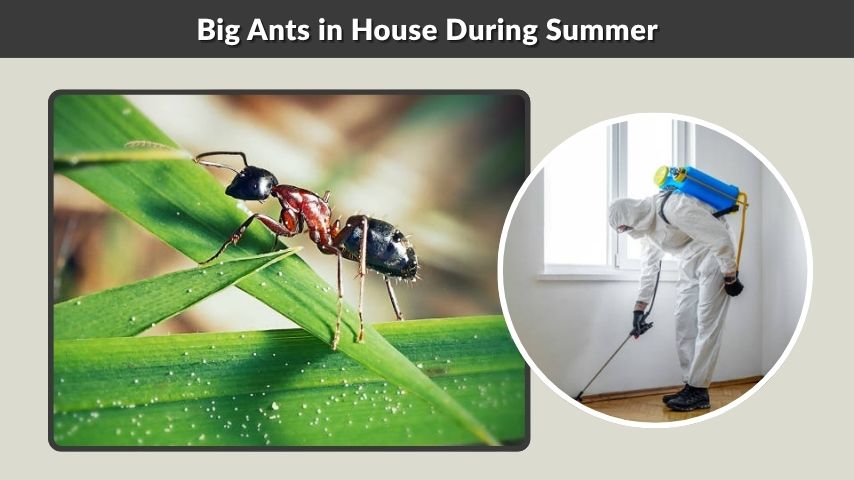 Big Ants in House During Summer