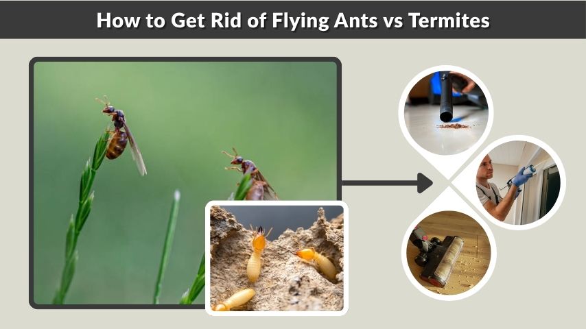 How to Get Rid of Flying Ants vs Termites