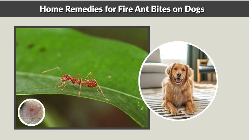 Home Remedies for Fire Ant Bites on Dogs