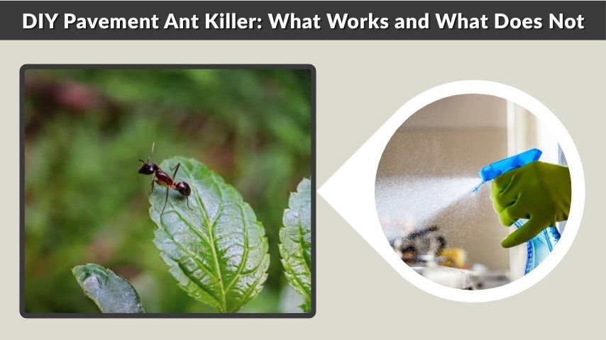 DIY Pavement Ant Killer: What Works and What Does Not