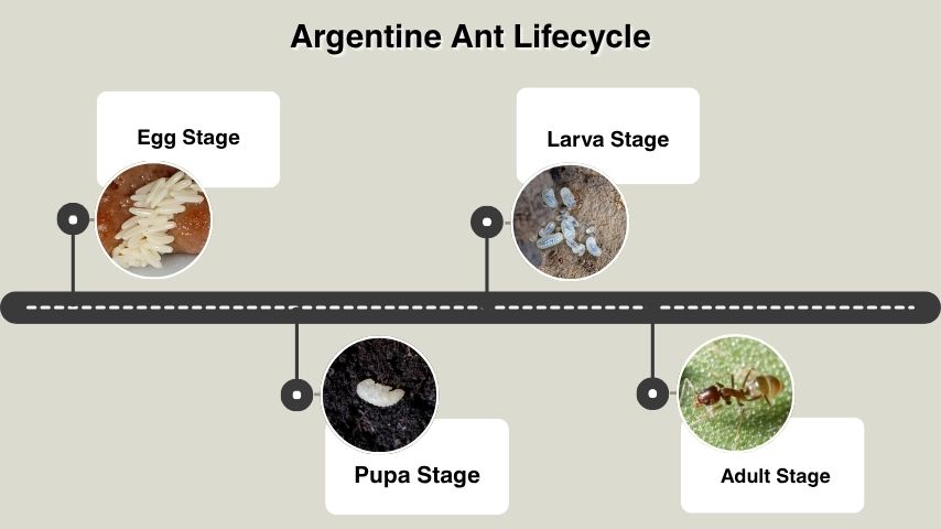 Argentine Ant Lifecycle