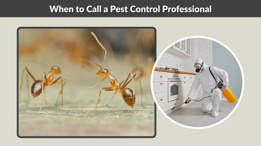 When to Call a Pest Control Professional