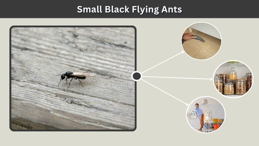 Small Black Flying Ants