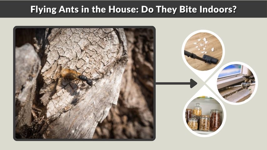 Flying Ants in the House: Do They Bite Indoors?