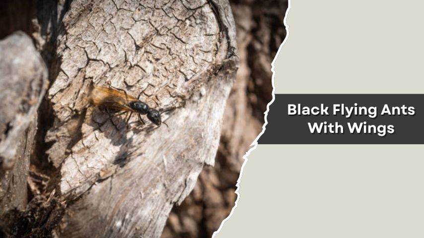 Black Flying Ants With Wings