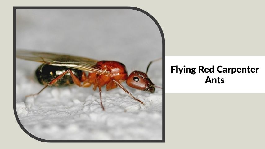 Flying Red Carpenter Ants