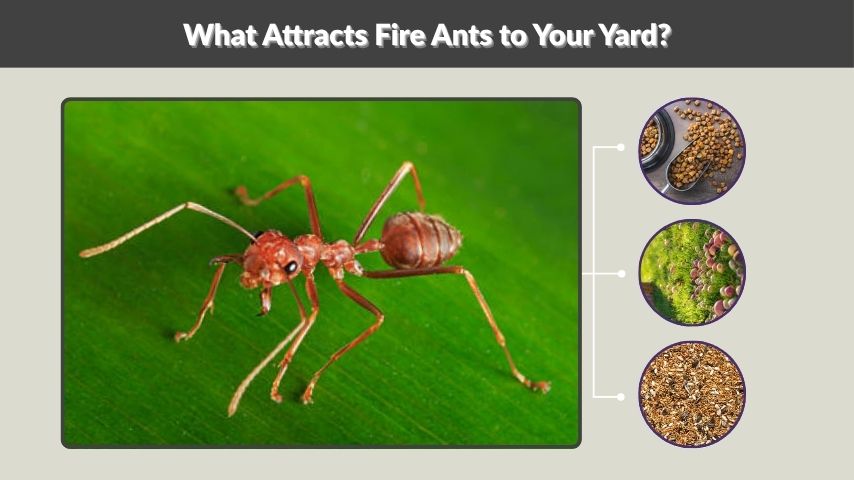 What Attracts Fire Ants to Your Yard?