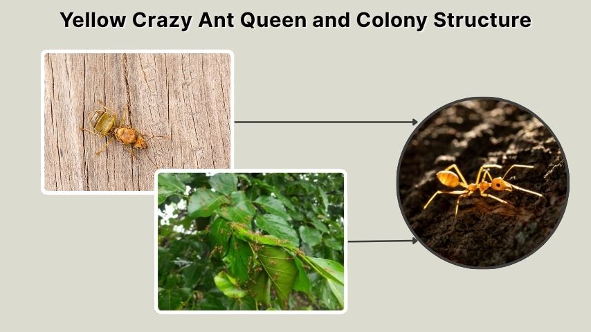 Yellow Crazy Ant Queen and Colony Structure