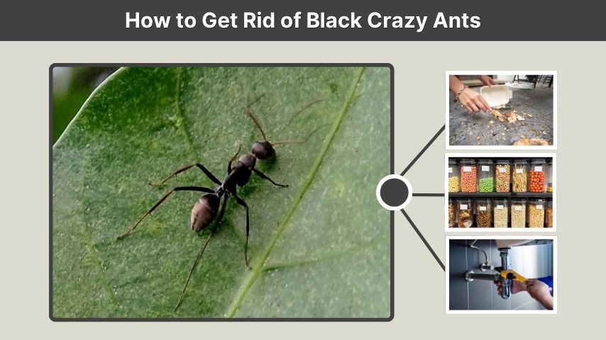 How to Get Rid of Black Crazy Ants