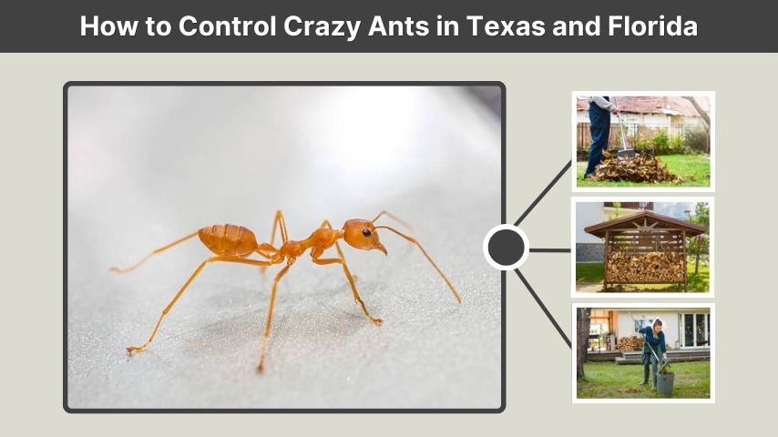How to Control Crazy Ants in Texas and Florida