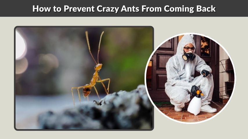 How to Prevent Crazy Ants From Coming Back