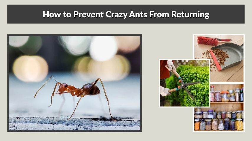 How to Prevent Crazy Ants From Returning
